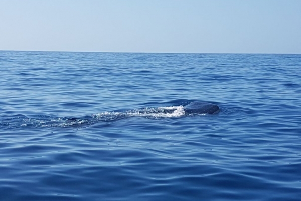 isla-mujeres-al-largo-fileminimizerC1DD0F77-7A39-D08E-5673-170833622F38.jpg