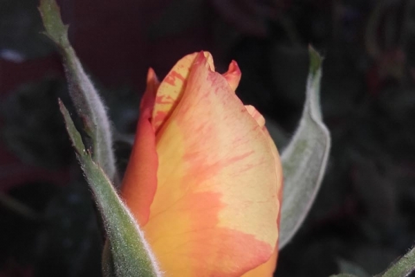 rose12B78C21C-8033-65B3-E9CB-DBA0B7441AA2.jpg