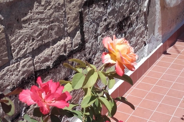 rose24943511A-34E1-AC02-E9D5-ECFEF2F61D8E.jpg