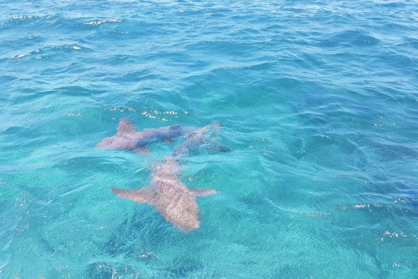shark-nurses-caye-faulker20170815-114443-fileminimizerC08E6731-4880-2027-B849-EB4568C5D507.jpg