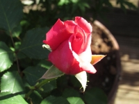 La donna eterea con il ventaglio a coda di gatto e “la misura di tutte le cose”. Un punto di vista sulla poesia di Yin Xiaoyuan